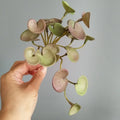 Dlight Decor 15cm Lucky Grass Foliage Bouquet for Home and Bonsai Decor